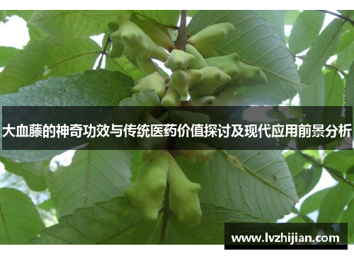 大血藤的神奇功效与传统医药价值探讨及现代应用前景分析 大血藤的神奇功效与传统医药价值探讨及现代应用前景分析