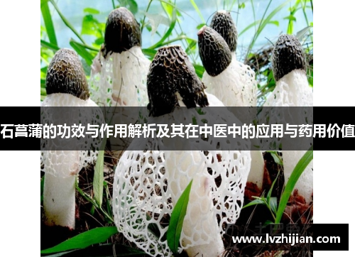 石菖蒲的功效与作用解析及其在中医中的应用与药用价值 石菖蒲的功效与作用解析及其在中医中的应用与药用价值