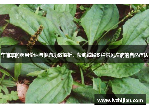 车前草的药用价值与健康功效解析,帮助缓解多种常见疾病的自然疗法 车前草的药用价值与健康功效解析,帮助缓解多种常见疾病的自然疗法